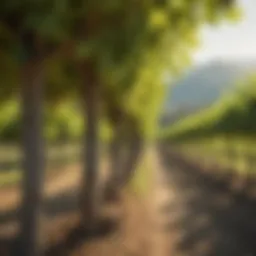 A picturesque vineyard in Veneto, Italy, showcasing lush grapevines under the sun