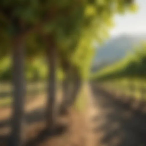 A picturesque vineyard in Veneto, Italy, showcasing lush grapevines under the sun