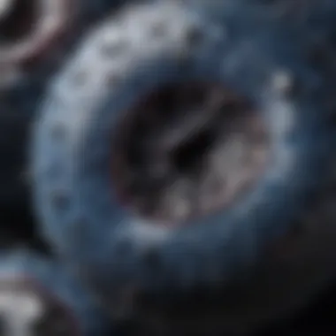 A close-up of a single blueberry highlighting its unique texture and natural sheen.