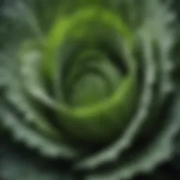 Close-up of a vibrant green cabbage head showcasing its leaves