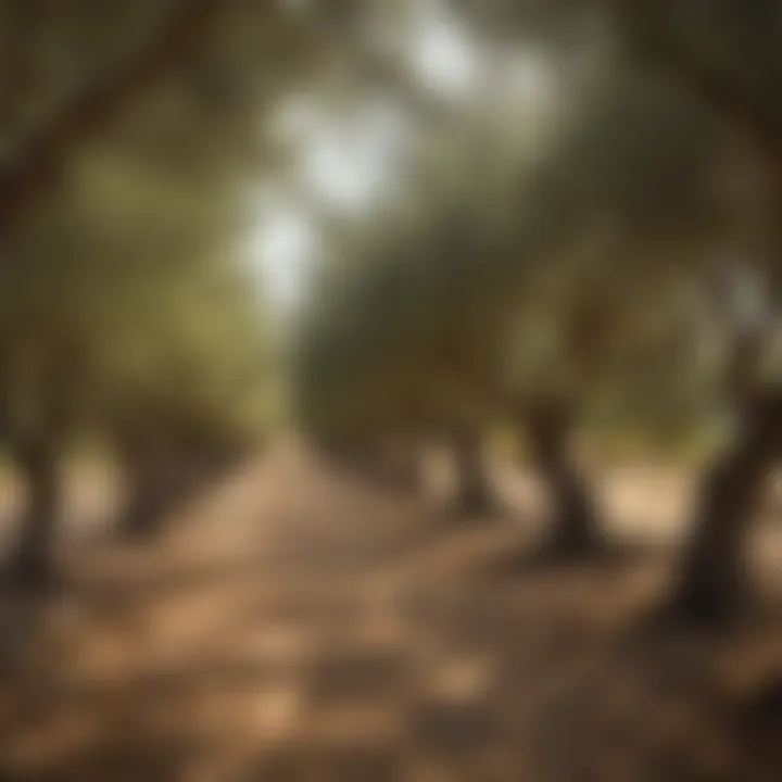 Close-up of olives and olive trees in a sunlit grove