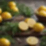 Fresh lemons and herbs ready for limonata.