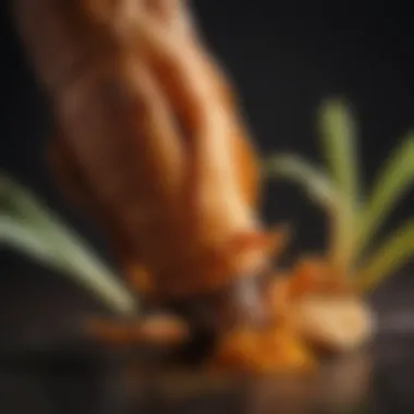 Vibrant Turmeric Root A close-up of turmeric root showcasing its vibrant color and texture