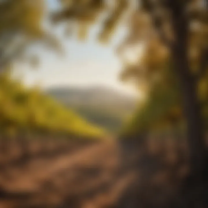 Vineyard landscape reflecting the terroir that influences Aykroyd's wine flavors.