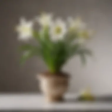 An Easter lily plant in a decorative pot symbolizing cultural significance