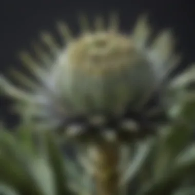 Close-up view of a cardoon plant showcasing its leaves and flower buds.