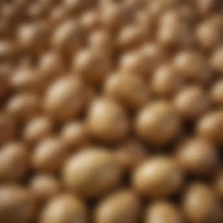 Freshly harvested potatoes in a farmer's market, emphasizing their natural appeal.