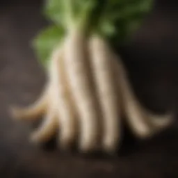 Vibrant fresh horseradish root