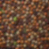 A vibrant spread of assorted legumes
