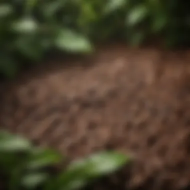 Close-up of vibrant coffee beans surrounded by greenery, hinting at flavor diversity.