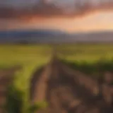 Vineyards in Mendoza under a sunset sky