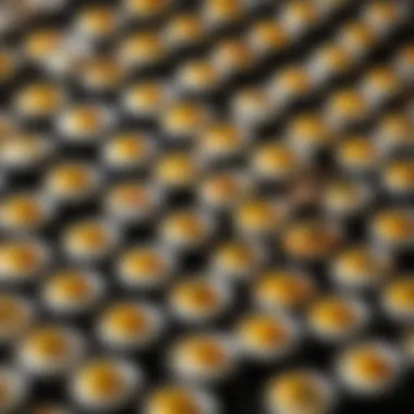 Variety of Seasoned Egg Dishes A variety of seasoned egg dishes prepared in microwave containers