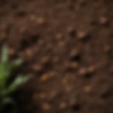 Nutrient-Rich Soil from Composting Healthy soil enriched by the composting process, ready for gardening
