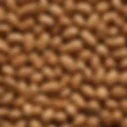 Close-up of roasted salted peanuts in their shells showcasing the golden-brown color and texture.