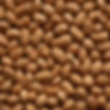 Golden Brown Perfection of Roasted Peanuts Close-up of roasted salted peanuts in their shells showcasing the golden-brown color and texture.