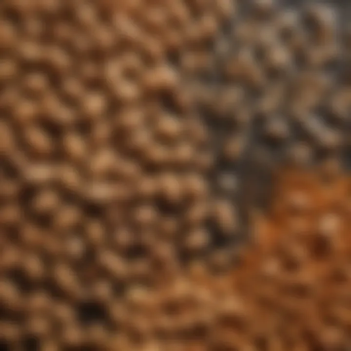 Selection of various spices and seasonings for enhancing roasted peanuts.