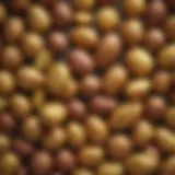 A variety of potato types showcasing their textures and colors
