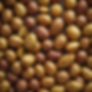 A variety of potato types showcasing their textures and colors