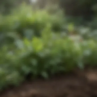 Close-up of herbs thriving in a lush garden setting, showcasing their growth.